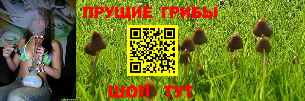 Галлюциногенные грибы Psilocybine cubensis  Вход с VPN  Холмск 